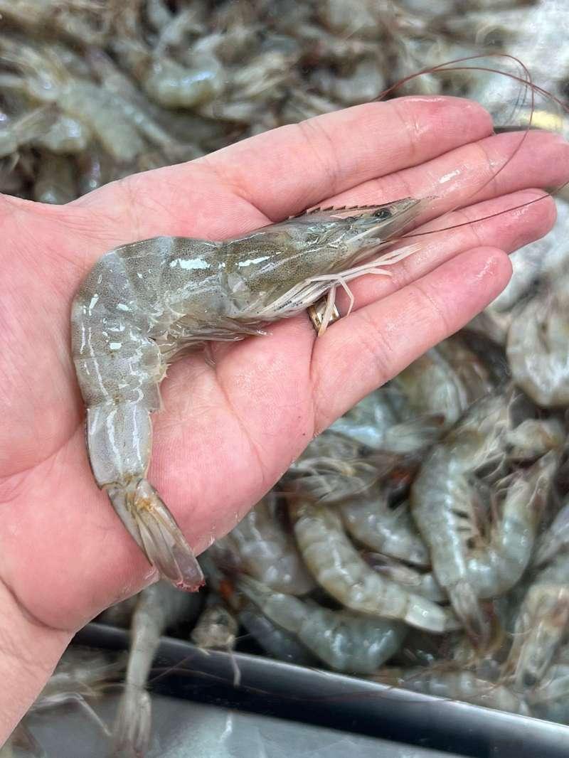 Camarão cinza médio 