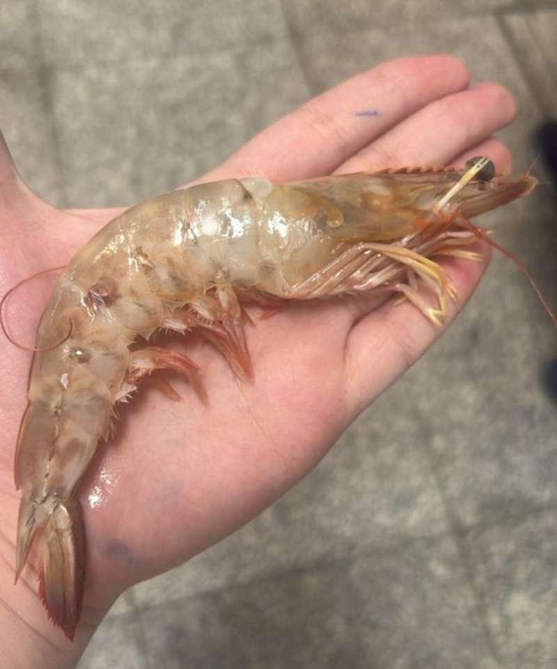 Camarão Rosa Grande